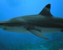French Polynesia scuba diving