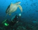 Turtles (Galapagos)