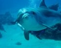 Middle East Diving with Dolphins