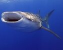 Whale Shark